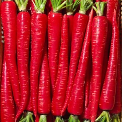 Deep Red Long Desi Carrot Vegetable Seeds