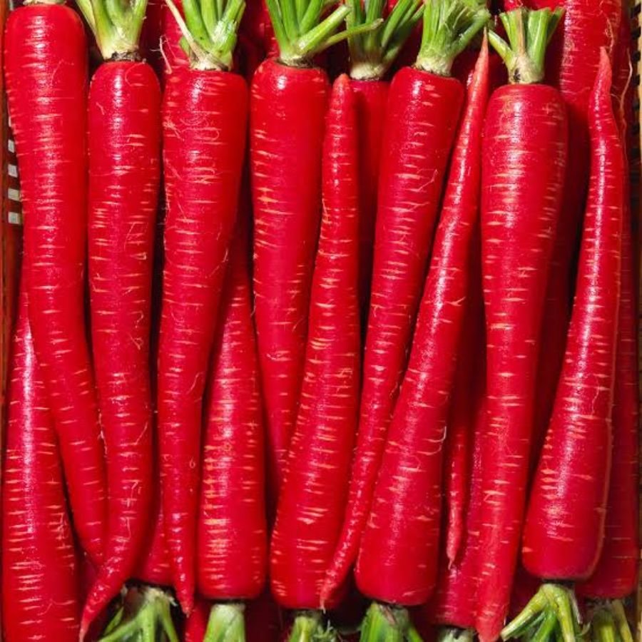 1 Deep Red Long Desi Carrot Vegetable Seeds - Image 1