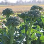 F1 Hybrid Broccoli (Hari Gobhi) Seeds | Kitchen Gardening | High Germination | Terrace Garden Friendly