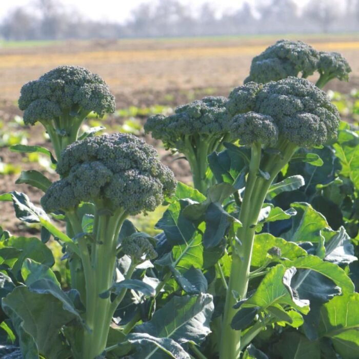 F1 Hybrid Broccoli (Hari Gobhi) Seeds | Kitchen Gardening | High Germination | Terrace Garden Friendly - Image 1