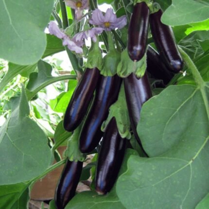 Long Brinjal F1 Hybrid Seeds (Dark Purple) | Baingan High Germination & Yield
