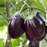 Brinjal F1 Black Round Baingan Seeds | High Germination & Yield | Kitchen Gardening - Image 2