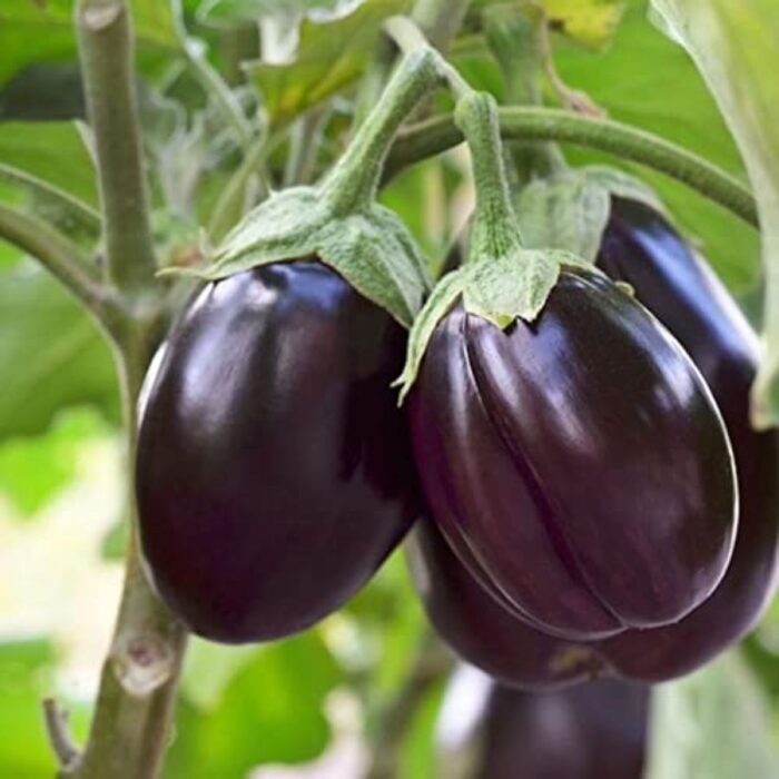 Brinjal F1 Black Round Baingan Seeds | High Germination & Yield | Kitchen Gardening - Image 2