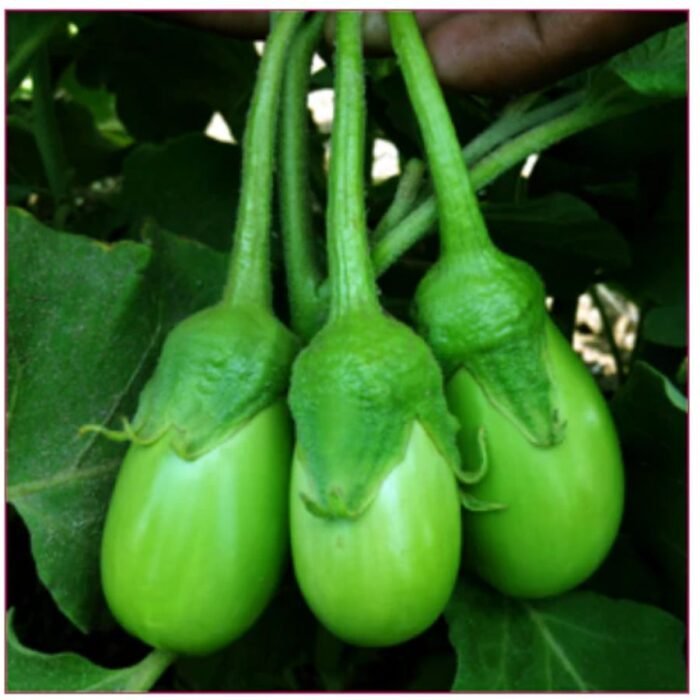 Desi Round Green Brinjal Seeds | High Germination & Yield Baingan | Terrace Gardening - Image 5
