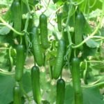 Cucumber Kheera F1 American Hybrid Seeds | Easy Growing | High Germination