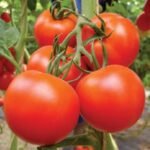 Tomato F1 Hybrid Vegetable Seeds
