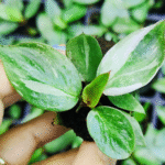 Philodendron White Princess/ Wizard / White Knight Philodendron (Sapling)