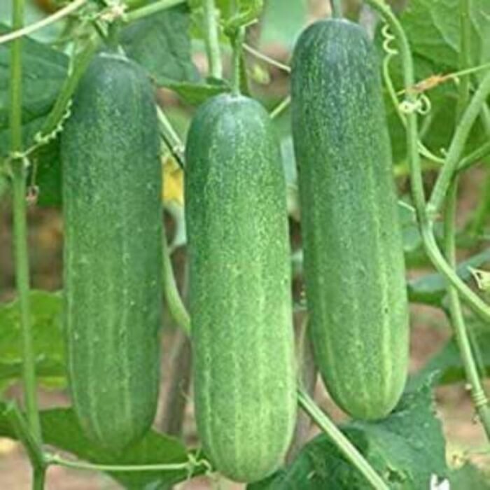 Desi Cucumber (Kheera) F1 Hybrid Seeds |  Easy to Grow | High Yield Seeds - Image 1