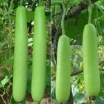 Bottle Gourd Lauki Long F1 Hybrid Seeds | High Germination & Yield Ghiya | Terrace Gardening