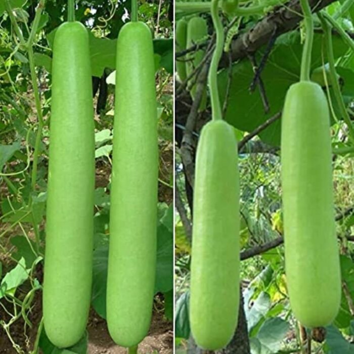 Bottle Gourd Lauki Long F1 Hybrid Seeds | High Germination & Yield Ghiya | Terrace Gardening - Image 1