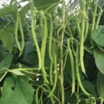 French Beans Vegetable Seeds | High Germination & Yield Seeds | Easy to Grow