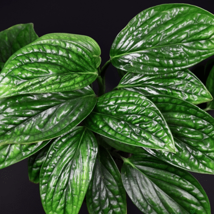 Monstera Peru Plant (Sapling)