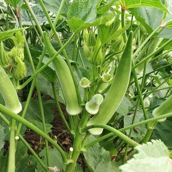Okra (Lady Finger) F1 Hybrid Vegetable Seeds - Image 1