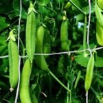 Peas Sweet Matar Vegetable Seeds - Image 2