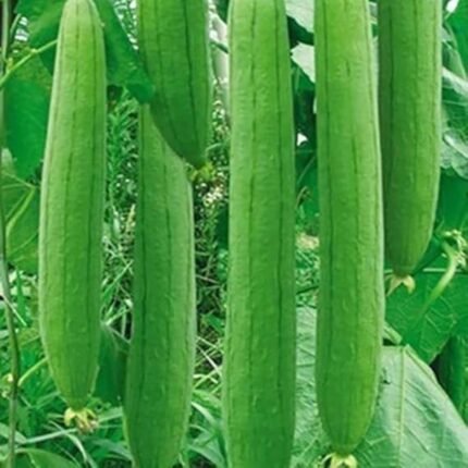 Sponge Gourd (Luffa or Gilki Turai Tori) F1 Hybrid Seeds | High Germination Seeds