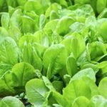 Spinach (Palak) F1 Hybrid Vegetable Seeds | High Germination & Yield | Easy to Grow