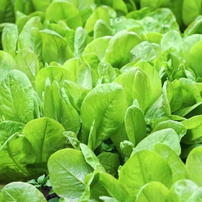 Spinach (Palak) F1 Hybrid Vegetable Seeds | High Germination & Yield | Easy to Grow - Image 1
