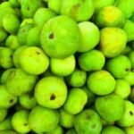 Tinda Round Gourd/Apple Gourd Vegetable Seeds | High Germination & Yield - Image 2