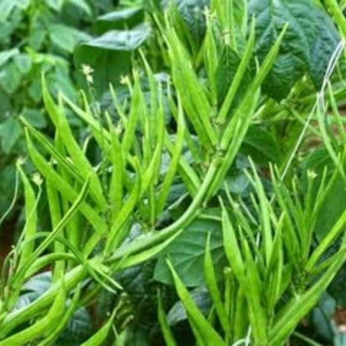 Gwar Phali/Cluster Beans F1 Hybrid Seeds | High Germination | Terrace Gardening Seeds - Image 1