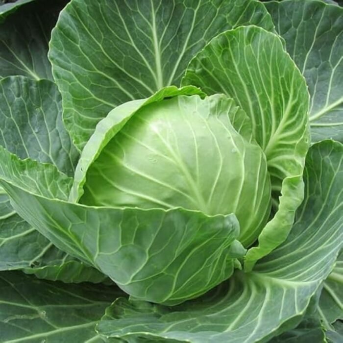 Cabbage (Hari Patta Gobhi) F1 Hybrid Seeds | High Germination | Terrace Gardening - Image 1