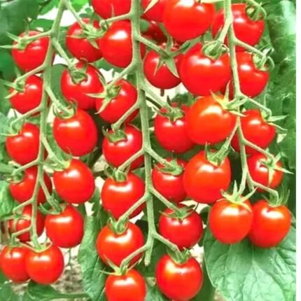 Juicy F1 Hybrid Cherry Tomato Seeds with High Germination