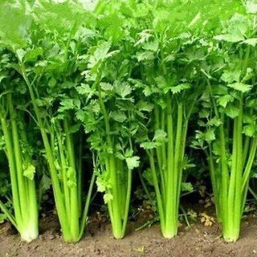 1 Coriander (Dhaniya) F1 Hybrid Seeds | High Germination & Yield Seeds | Home Gardening - Image 1