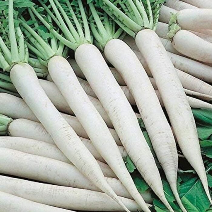 Radish (Mooli) White Long F1 Hybrid Vegetable Seeds - Image 1