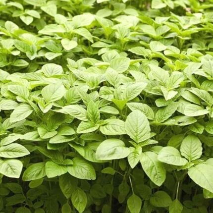 Green Amaranth Chaulai (Hari Bhaji) Vegetable Seeds