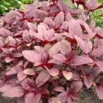 Red Amarnath (Lal Bhaji) Vegetable Seeds