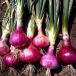 F1 Hybrid Red Sweet Onion (Lal Pyaj) Seeds | High Germination Rate | Terrace Gardening - Image 2