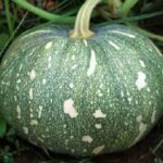 F1 Hybrid Pumpkin Vegetable Seeds | High Yield Kaddu Seeds