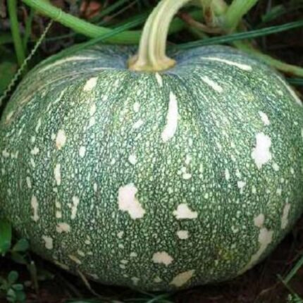 F1 Hybrid Pumpkin Vegetable Seeds | High Yield Kaddu Seeds