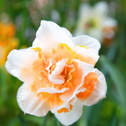 Daffodil Replete Flower Bulbs(Imported)