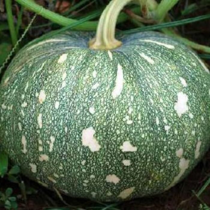 F1 Hybrid Pumpkin Vegetable Seeds | High Yield Kaddu Seeds - Image 1