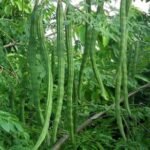 Moringa Drumstick (sahajan) Vegetable Seeds