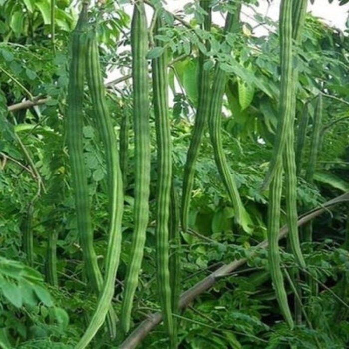 Moringa Drumstick (sahajan) Vegetable Seeds - Image 1