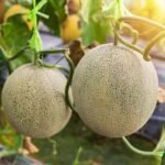 Muskmelon Kharbooza Madhuras Fast Germination F1 Hybrid Seeds