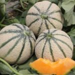 Round Musk Melon F1 Hybrid Seeds With Greenish Stripes | High Germination Rate