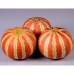 F1 Hybrid Musk Melon Kajri Seeds