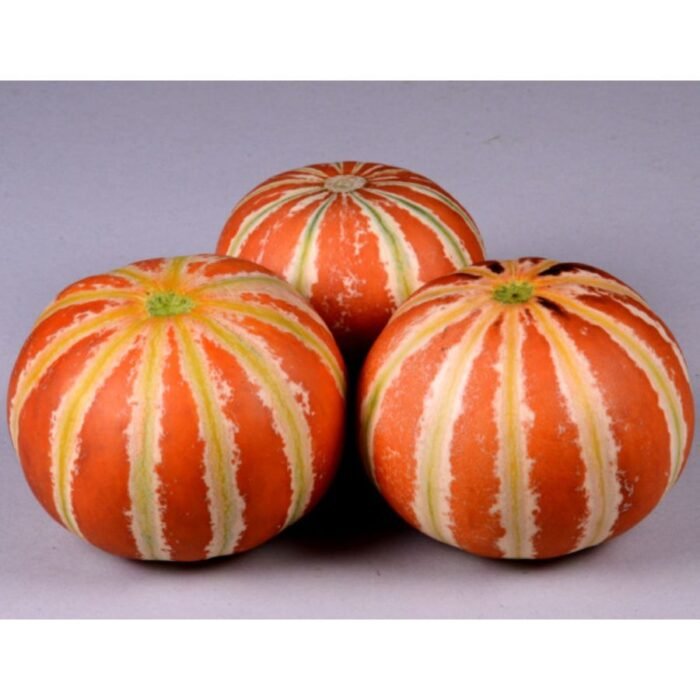 F1 Hybrid Musk Melon Kajri Seeds - Image 1