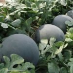 Watermelon (Tarbooj) Round Black F1 Hybrid Seeds - Image 2