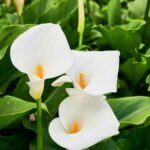 Calla Lily Bulb Imported (White)