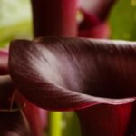 Calla Lily Bulb Black