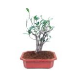 Ficus Rooted – Bonsai (10 year old)