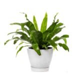 Anthurium hookeri/ Bird Nest Anthurium