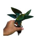 Black Money Plant / Pothos (Sapling)