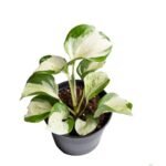 Money Plant / Pothos (Sapling)