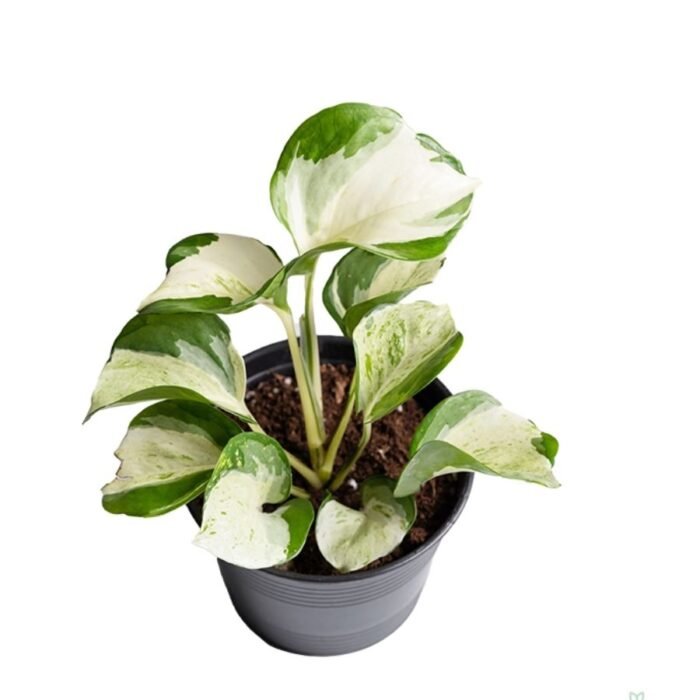 Money Plant / Pothos (Sapling) - Image 1