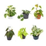Money Plant / Pothos Combo of 6