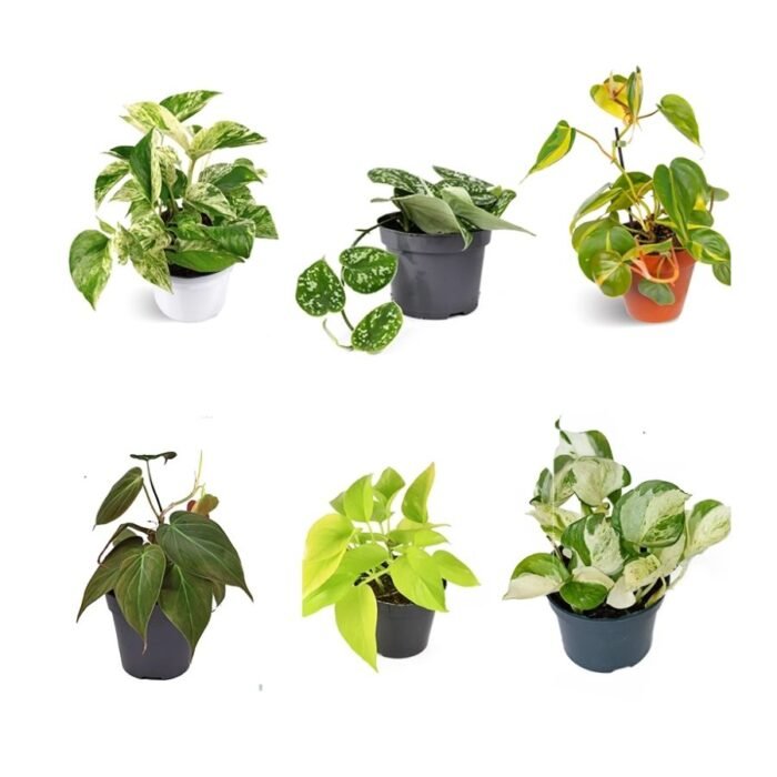 Money Plant / Pothos Combo of 6 - Image 1